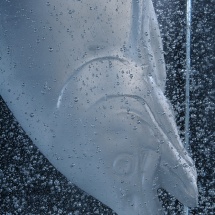 Sculpture en pâte de verre réalisé par Patrick Chaland, photographié au studio Alphaphoto