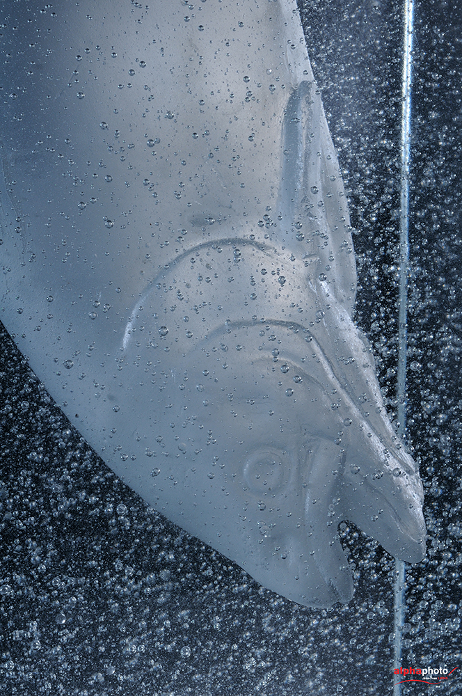 Sculpture en pâte de verre réalisé par Patrick Chaland, photographié au studio Alphaphoto